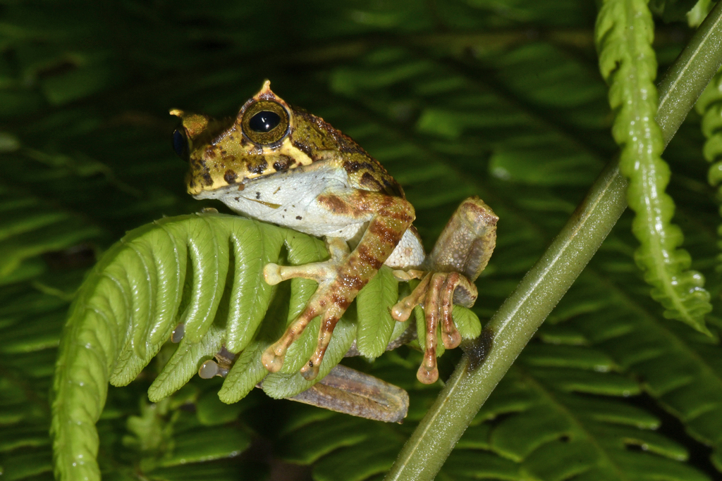 Rio Calima Marsupial Frog