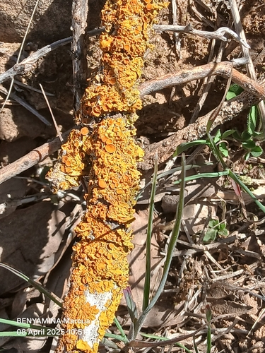 Common Sunburst Lichen