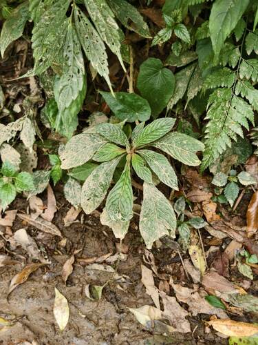 Rhynchotechum discolor iNat (2)