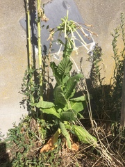 Nicotiana alata