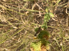 Grindelia ciliata