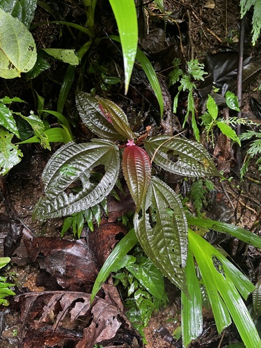 Triolena hirsuta, photograph 6