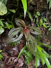 Triolena hirsuta, photograph (c) Djibo Zanzot, some rights reserved (CC BY-SA)