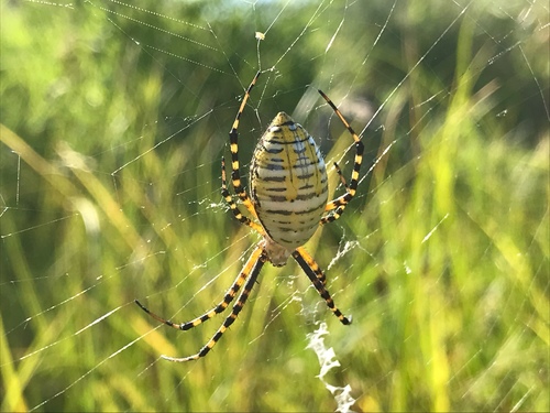 Banded Garden Spider photo 5