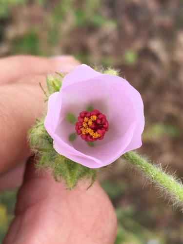 Image of Malacothamnus densiflorus by (c) Matt Berger, some rights reserved (CC BY)