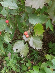 Crataegus
