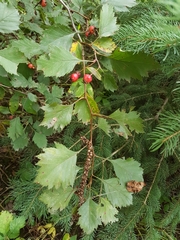 Crataegus