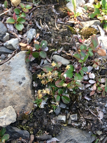 Minuartia biflora iNat (1)