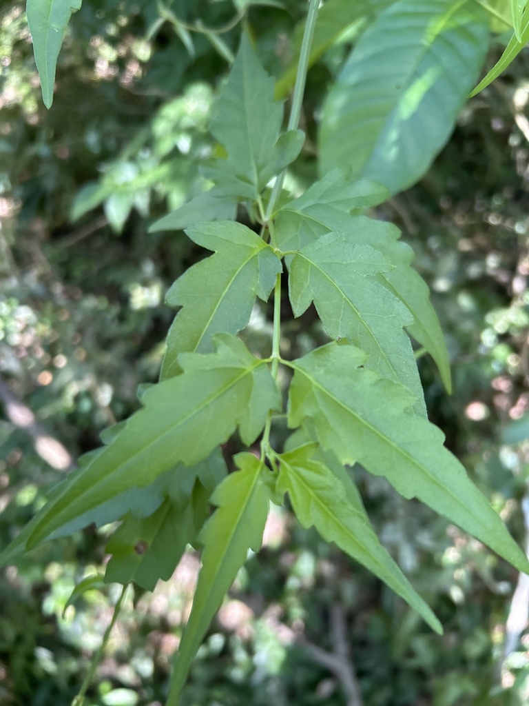 Foto de Arnica