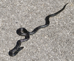 Lampropeltis nigra