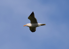 Larus fuscus