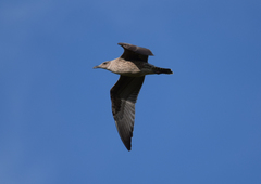 Larus fuscus