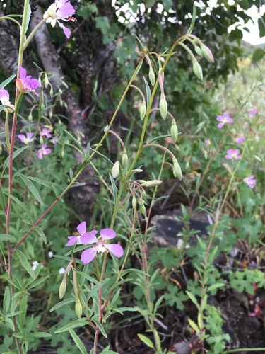 Image of Clarkia delicata by (c) Matt Berger, some rights reserved (CC BY)