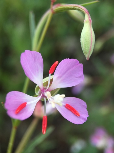 Image of Clarkia delicata by (c) Matt Berger, some rights reserved (CC BY)