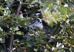 Aegithalos caudatus