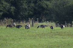 Branta canadensis
