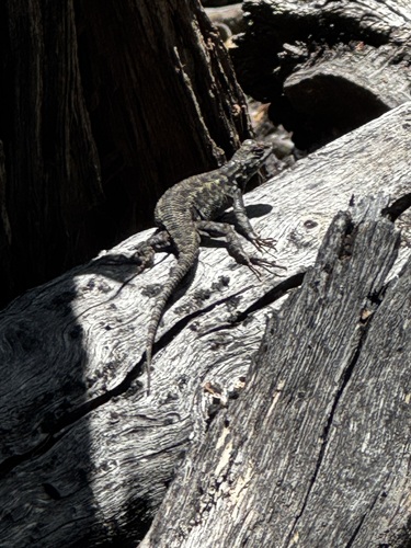 iNaturalist observation photo of Common Sagebrush Lizard