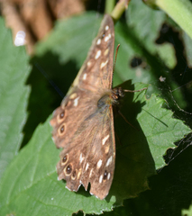 Pararge aegeria