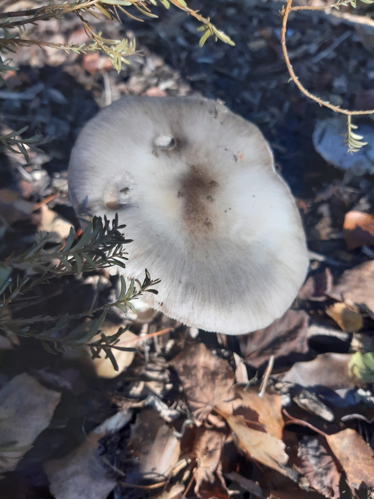 Volvopluteus gloiocephalus · May 2025 · photo: © georgecox (iNaturalist, cc0)