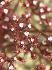 Chorizanthe leptotheca