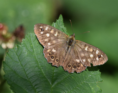 Pararge aegeria