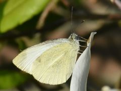Pieris mannii