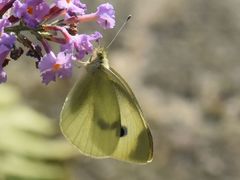 Pieris mannii