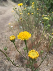 Chaenactis glabriuscula glabriuscula