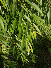 Tracheophyta