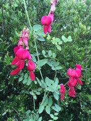Lathyrus splendens
