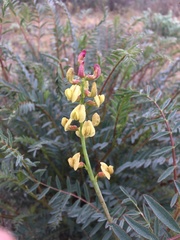 Astragalus douglasii perstrictus