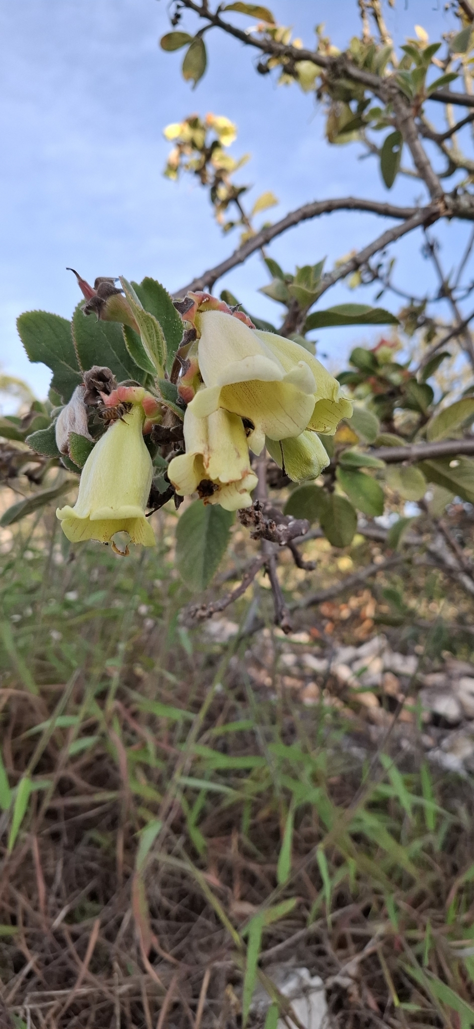 Paliavana sericiflora