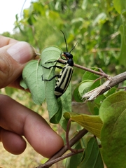 Epicauta niveolineata