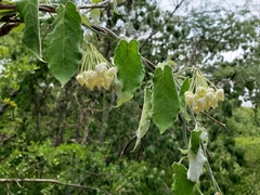 Funastrum pannosum