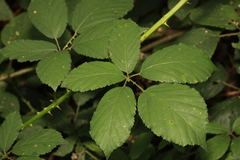 Rubus cissburiensis