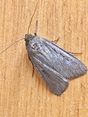 Amphipyra tragopoginis