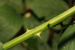 Rubus cissburiensis