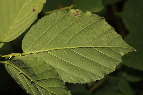 Image of Rubus cissburiensis by no rights reserved