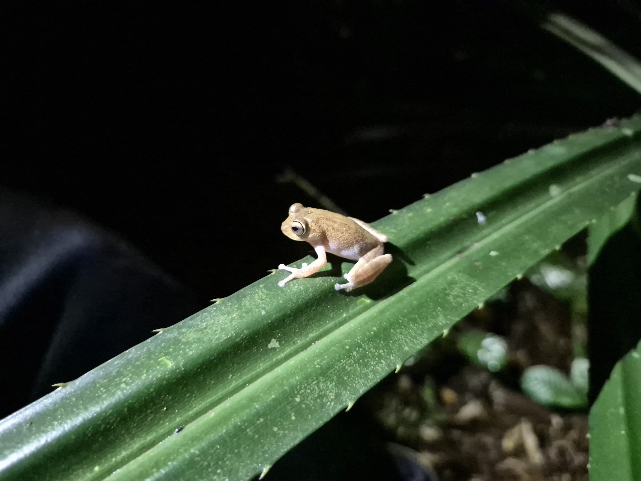 Ponmudi Canopy Bush Frog