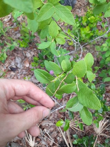 Gaylussacia tomentosa, photograph 6