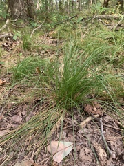 Carex albicans