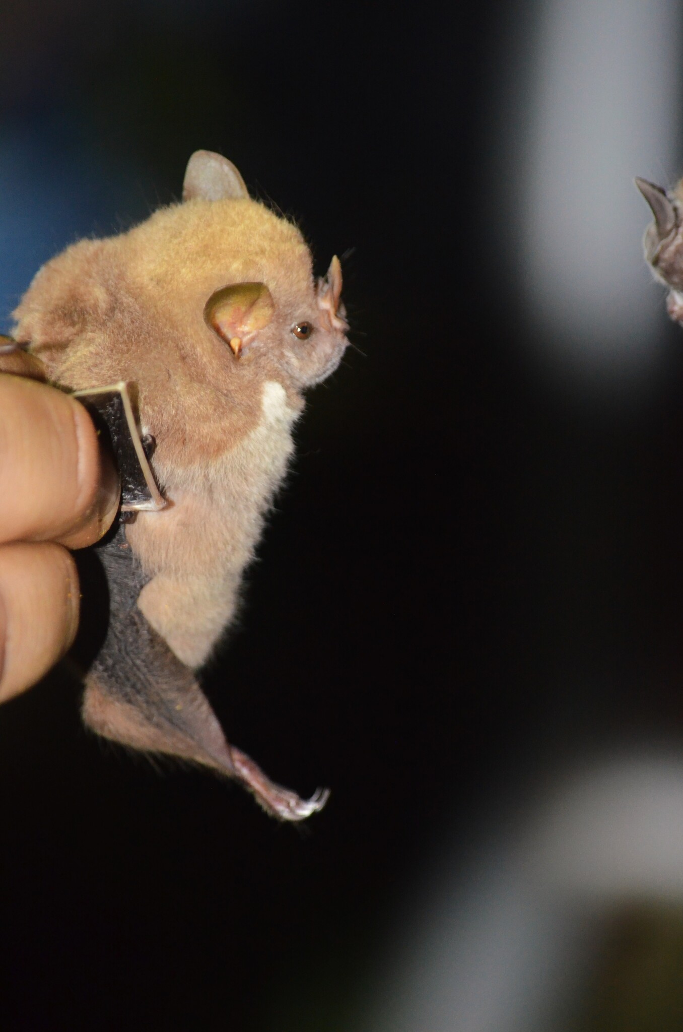 Red Fruit Bat photo 3