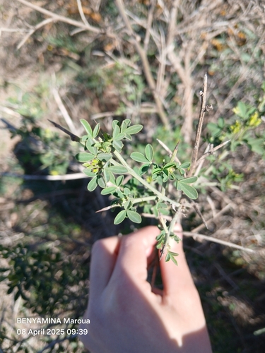 Spiny Broom