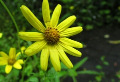 Senecio bombayensis