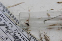 Isthmocoris imperialis