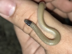 Tantilla hobartsmithi