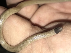 Tantilla hobartsmithi