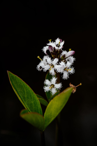 Menyanthes trifoliata L.