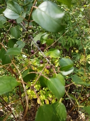 Rhamnus cathartica