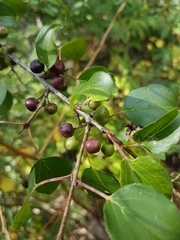 Rhamnus cathartica